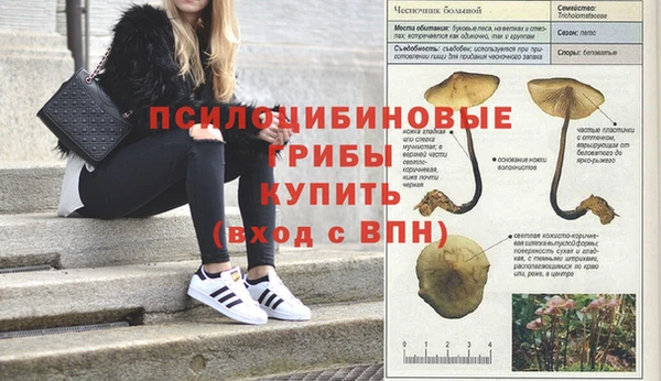 сатива Аркадак